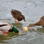 Est-ce que le canard se mange saignant ?