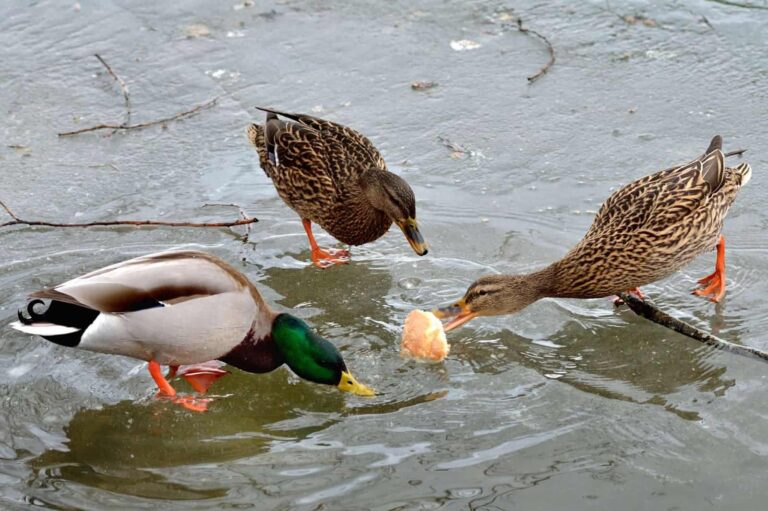 Est-ce que le canard se mange saignant ?