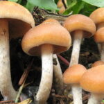 Est-ce que le champignon constipé ?
