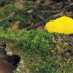 Est-ce que le champignon est une plante ?