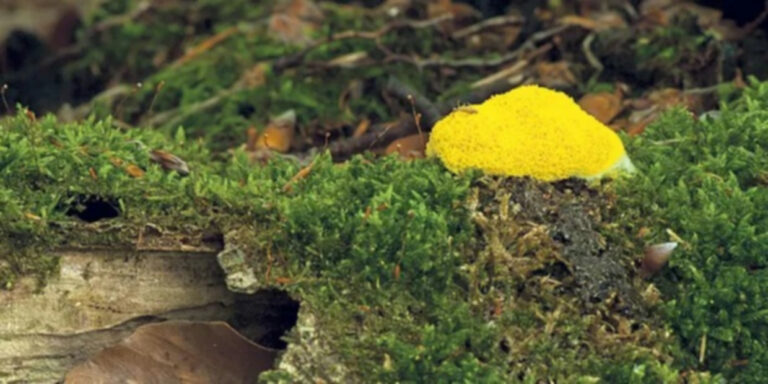 Est-ce que le champignon est une plante ? Est-ce que le champignon est une plante ?