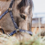 Est-ce que le cheval se mange saignant ?