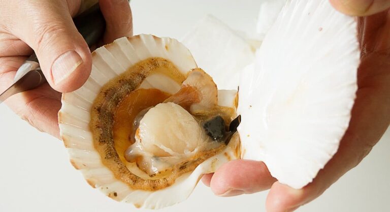 Est-ce que le corail de la St Jacques se mange ?