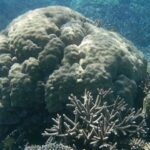 Est-ce que le corail se mange ?