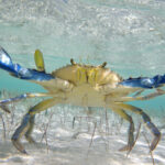 Est-ce que le crabe bleu Est-il comestible ?