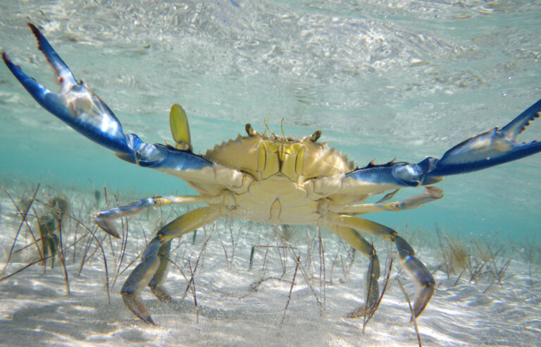 Est-ce que le crabe bleu Est-il comestible ?