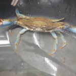Est-ce que le crabe bleu se mange ?