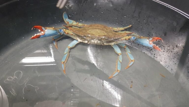 Est-ce que le crabe bleu se mange ?