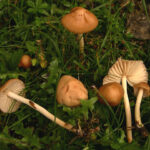 Est-ce que le faux Mousseron est comestible ?