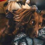 Est-ce que le foie est bon pour la santé ?