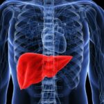 Est-ce que le foie se congelé ?