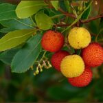 Est-ce que le fruit de l'arbousier se mange ?