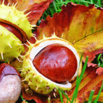 Est-ce que le fruit du marronnier se mange ?