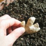 Est-ce que le gingembre ça fait bander ?