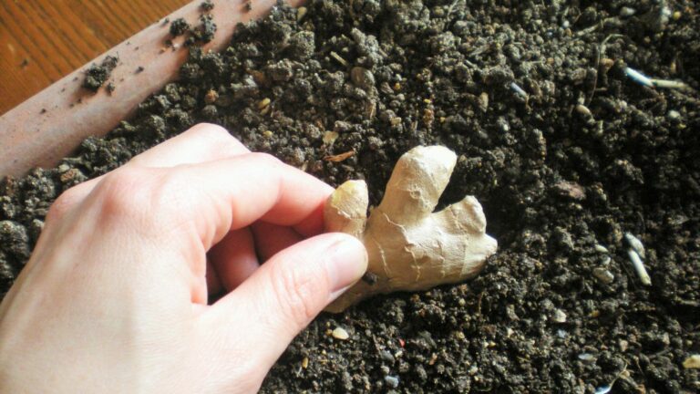 Est-ce que le gingembre ça fait bander ? Est-ce que le gingembre ça fait bander ?