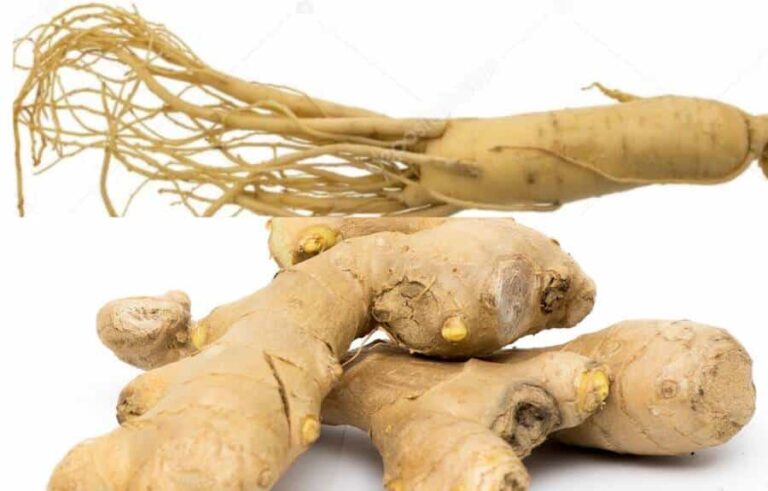 Est-ce que le gingembre est bon pour les reins ?