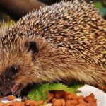 Est-ce que le hérisson se mange ?
