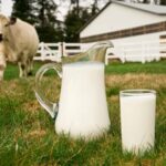 Est-ce que le lait de brebis est bon pour la santé ?