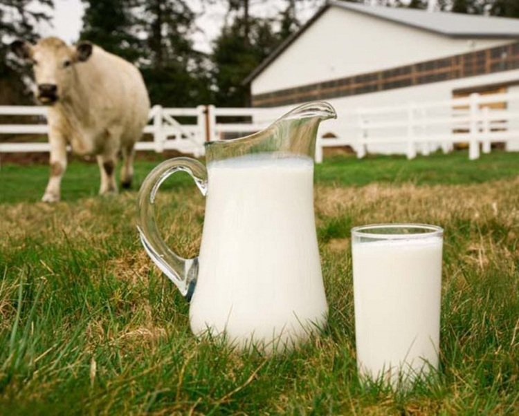 Est-ce que le lait de brebis est bon pour la santé ? Est-ce que le lait de brebis est bon pour la santé ?