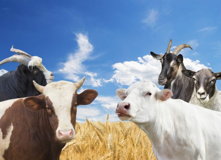 Est-ce que le lait de brebis est meilleur que le lait de vache ? Est-ce que le lait de brebis est meilleur que le lait de vache ?