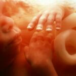 Est-ce que le miel empêche la grossesse ?