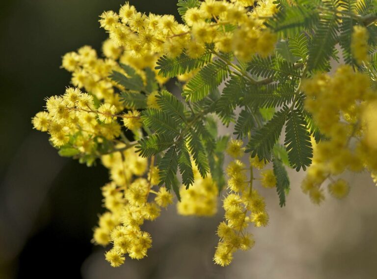 Est-ce que le mimosa est un acacia ? Est-ce que le mimosa est un acacia ?