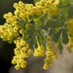 Est-ce que le mimosa est un acacia ?