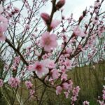 Est-ce que le navet craint le gel ?