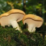 Est-ce que le pied du champignon se mange ?