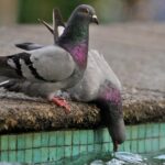 Est-ce que le pigeon est halal ?