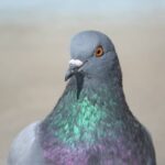Est-ce que le pigeon est une volaille ?