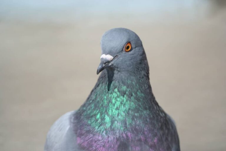 Est-ce que le pigeon est une volaille ?