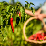 Est-ce que le piment d'Espelette se périme ?