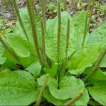 Est-ce que le plantain est comestible ?