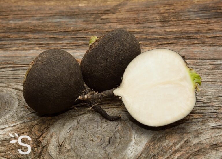 Est-ce que le radis noir S’épluche ? Est-ce que le radis noir S'épluche ?