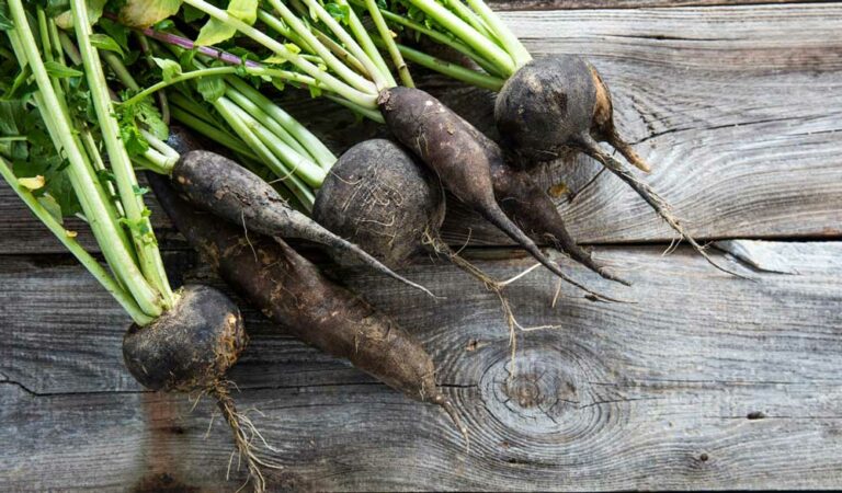 Est-ce que le radis noir est bon pour la santé ? Est-ce que le radis noir est bon pour la santé ?
