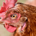 Est-ce que le riz est bon pour les poules ?