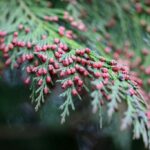 Est-ce que le sapin est toxique ?