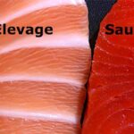 Est-ce que le saumon est bon pour la santé ?