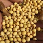 Est-ce que le soja est bon pour la santé ?