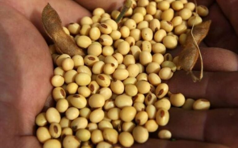 Est-ce que le soja est bon pour la santé ?