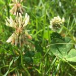 Est-ce que le trèfle est comestible ?