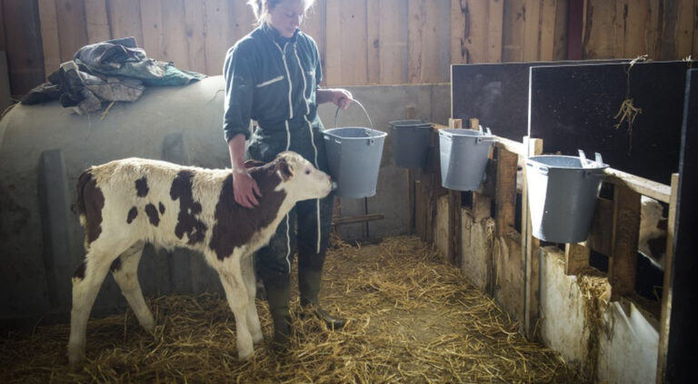 Est-ce que le veau doit être bien cuit ?