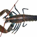 Est-ce que le vert du homard se mange ?