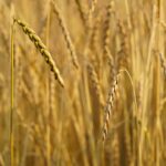 Est-ce que l'épeautre constipé ?