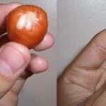 Est-ce que les Knacki sont cuites ?