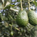 Est-ce que les avocats poussent en Espagne ?