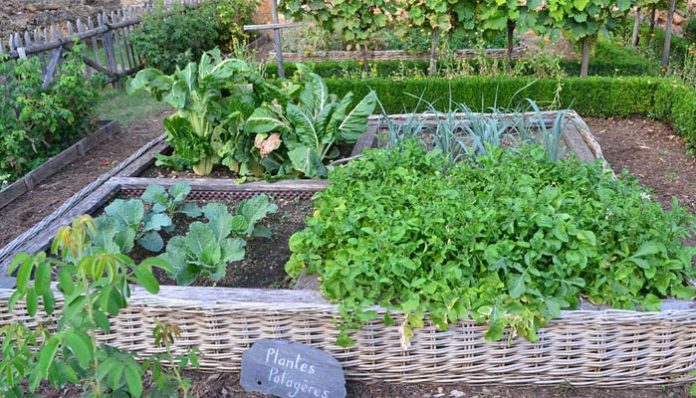 Est-ce que les brocolis repoussent d’une année sur l’autre ? Est-ce que les brocolis repoussent d'une année sur l'autre ?