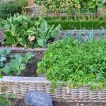 Est-ce que les brocolis repoussent d'une année sur l'autre ?