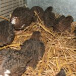 Est-ce que les cailles craignent le froid ?